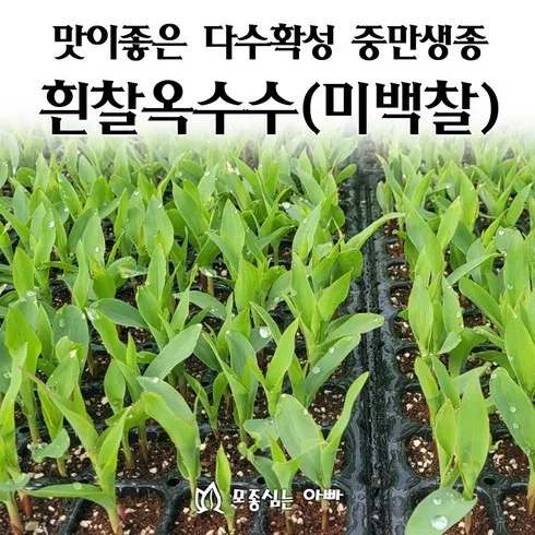 옥수수모종